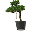 Pinus thunbergii Senshumaru, 25 cm, ± 10 years old