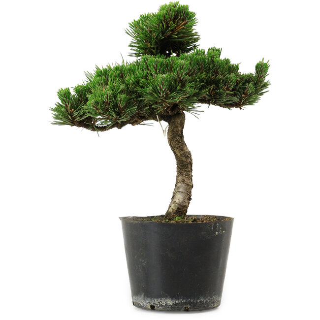 Pinus thunbergii Senshumaru, 25 cm, ± 10 years old