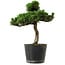 Pinus thunbergii Senshumaru, 25 cm, ± 10 Jahre alt