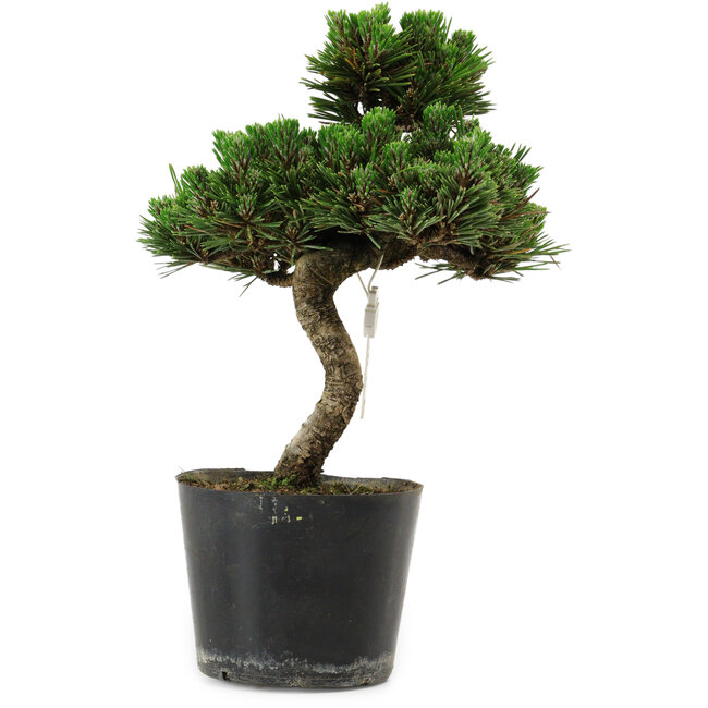 Pinus thunbergii Senshumaru, 25 cm, ± 10 anni