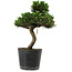 Pinus thunbergii Senshumaru, 25 cm, ± 10 años