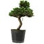 Pinus thunbergii Senshumaru, 25 cm, ± 10 Jahre alt
