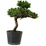 Pinus thunbergii Senshumaru, 25 cm, ± 10 years old