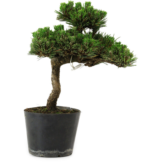 Pinus thunbergii Senshumaru, 25 cm, ± 10 years old