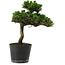 Pinus thunbergii Senshumaru, 25 cm, ± 10 anni