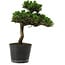 Pinus thunbergii Senshumaru, 25 cm, ± 10 Jahre alt