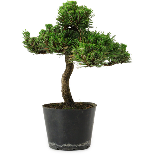 Pinus thunbergii Senshumaru, 25 cm, ± 10 ans