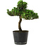 Pinus thunbergii Senshumaru, 25 cm, ± 10 years old