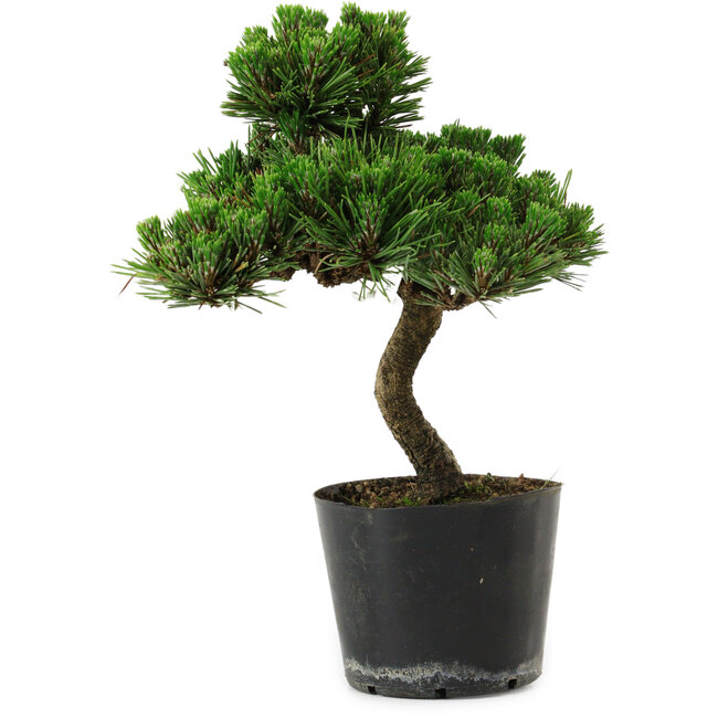Pinus thunbergii Senshumaru, 25 cm, ± 10 years old