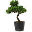 Pinus thunbergii Senshumaru, 25 cm, ± 10 anni