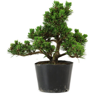 Pinus thunbergii Kotobuki, 18 cm, ± 10 jaar oud