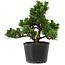 Pinus thunbergii Kotobuki, 18 cm, ± 10 Jahre alt