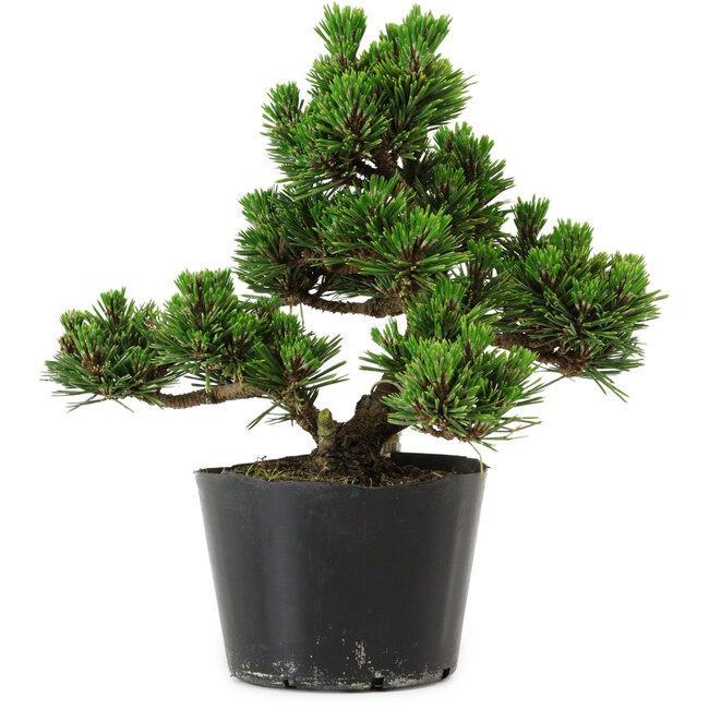 Pinus thunbergii Kotobuki, 18 cm, ± 10 jaar oud
