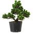 Pinus thunbergii Kotobuki, 18 cm, ± 10 years old