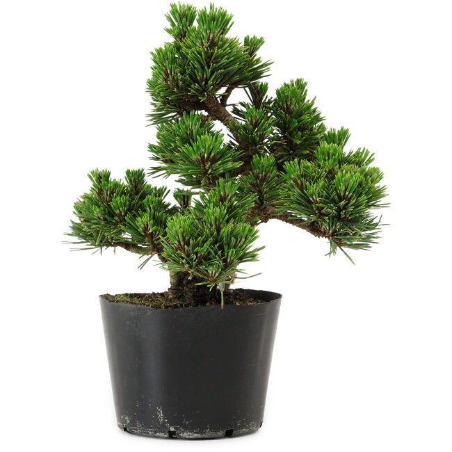Pinus thunbergii Kotobuki, 18 cm, ± 10 years old