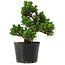 Pinus thunbergii Kotobuki, 18 cm, ± 10 jaar oud