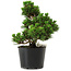 Pinus thunbergii Kotobuki, 18 cm, ± 10 años