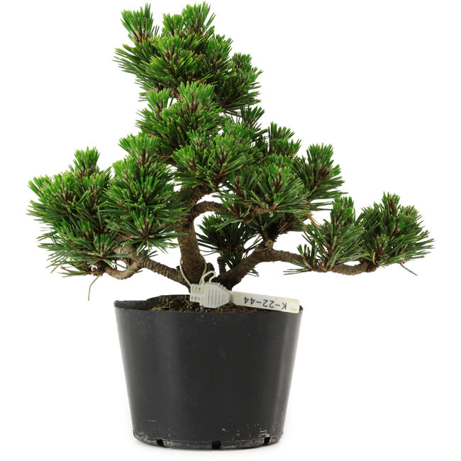 Pinus thunbergii Kotobuki, 18 cm, ± 10 years old