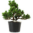 Pinus thunbergii Kotobuki, 18 cm, ± 10 ans