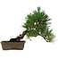 Pinus thunbergii, 29 cm, ± 12 anni