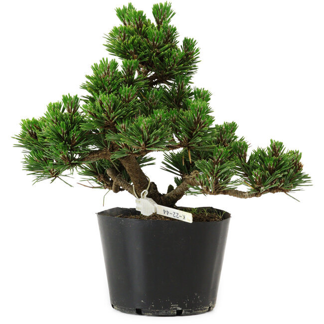 Pinus thunbergii Kotobuki, 18 cm, ± 10 jaar oud