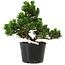 Pinus thunbergii Kotobuki, 18 cm, ± 10 jaar oud