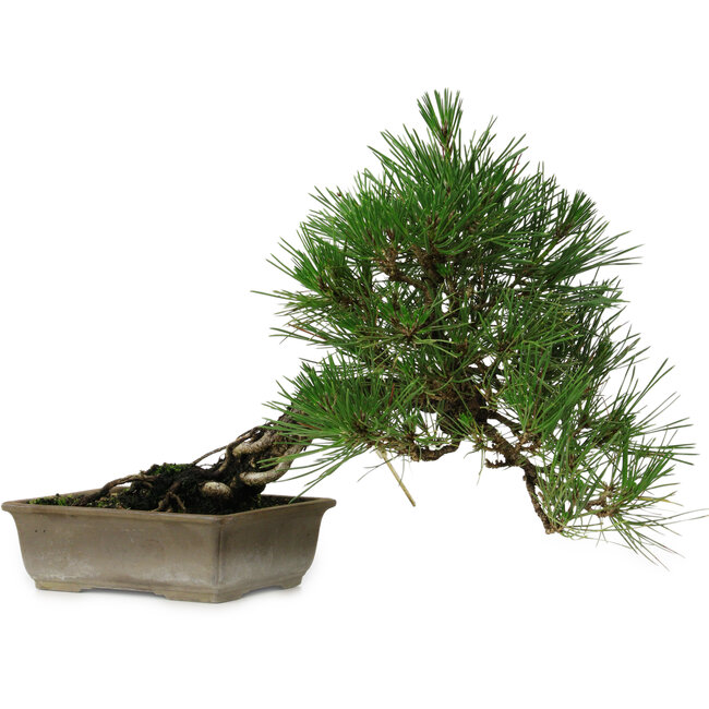Pinus thunbergii, 29 cm, ± 12 years old