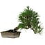 Pinus thunbergii, 29 cm, ± 12 anni