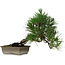 Pinus thunbergii, 29 cm, ± 12 años de edad