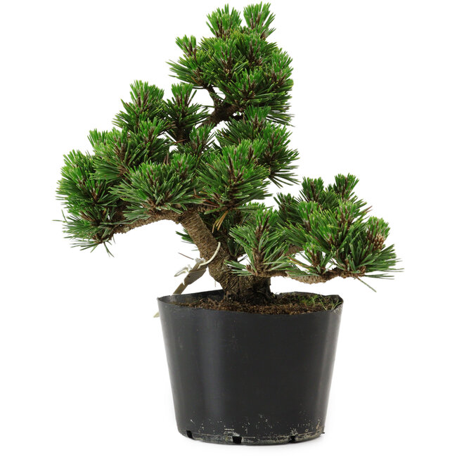 Pinus thunbergii Kotobuki, 18 cm, ± 10 ans