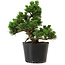 Pinus thunbergii Kotobuki, 18 cm, ± 10 years old