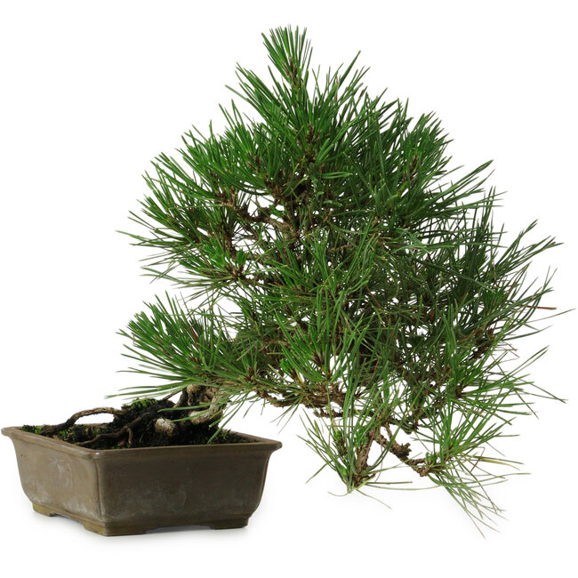Pinus thunbergii, 29 cm, ± 12 Jahre alt