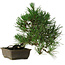 Pinus thunbergii, 29 cm, ± 12 years old