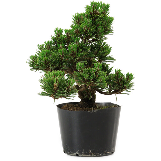 Pinus thunbergii Kotobuki, 18 cm, ± 10 years old