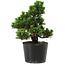 Pinus thunbergii Kotobuki, 18 cm, ± 10 anni