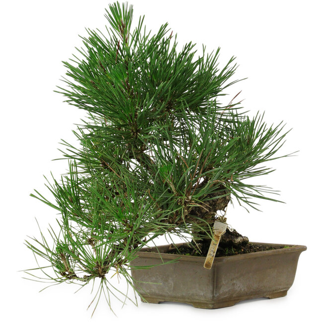 Pinus thunbergii, 29 cm, ± 12 anni