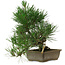 Pinus thunbergii, 29 cm, ± 12 anni
