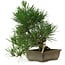 Pinus thunbergii, 29 cm, ± 12 años de edad