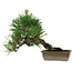 Pinus thunbergii, 29 cm, ± 12 years old