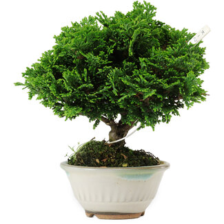 Chamaecyparis obtusa, 14 cm, ± 10 years old
