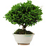 Chamaecyparis obtusa, 14 cm, ± 10 años
