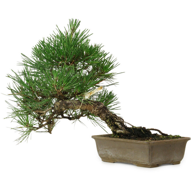 Pinus thunbergii, 29 cm, ± 12 años de edad