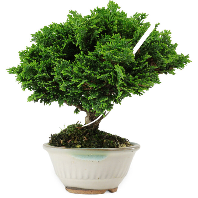 Chamaecyparis obtusa, 14 cm, ± 10 años