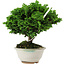 Chamaecyparis obtusa, 14 cm, ± 10 Jahre alt