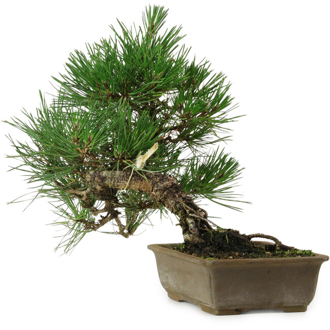 Pinus thunbergii, 29 cm, ± 12 years old