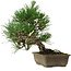 Pinus thunbergii, 29 cm, ± 12 Jahre alt