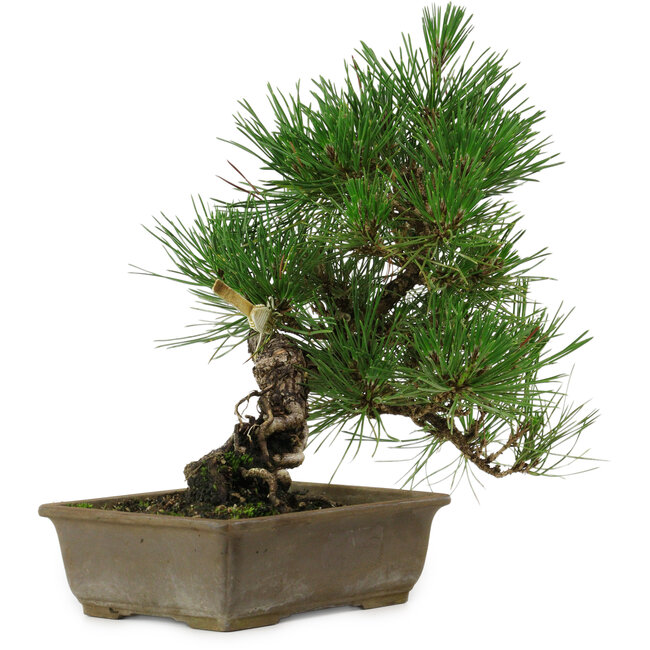 Pinus thunbergii, 29 cm, ± 12 jaar oud