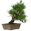 Pinus thunbergii, 29 cm, ± 12 anni