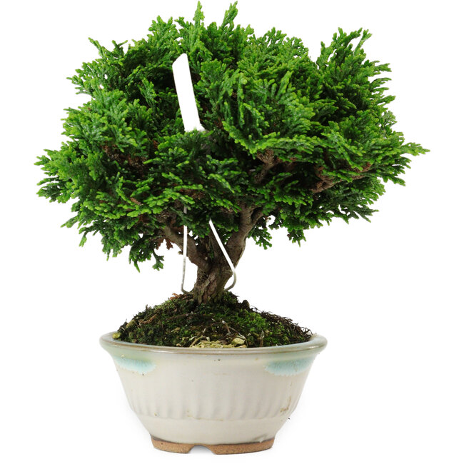 Chamaecyparis obtusa, 14 cm, ± 10 years old