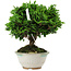 Chamaecyparis obtusa, 14 cm, ± 10 years old